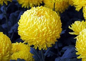 A szobanövények energiát adnak!