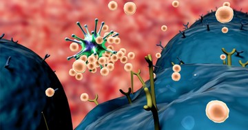  Mitől lehet magas a limfocita érték? Ilyen betegségek befolyásolhatják 