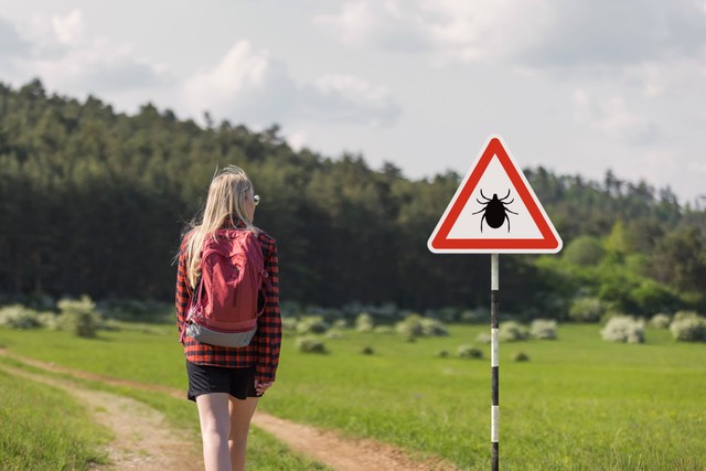 Új, invazív kullancsfaj terjed: súlyos, akár szervkárosodást okozó fertőzést is átadhat