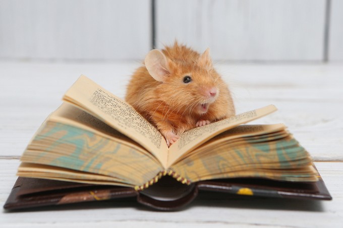 Képeslapon is szállítható az egérsperma. Ezért jó hír ez a japán kutatók szerint című cikk nyitóképe