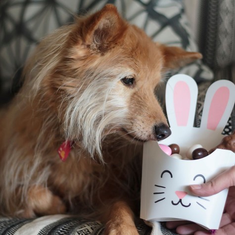 Nem, még húsvétkor se adjon csokit a kutyájának! Az életébe kerülhet! című cikk nyitóképe