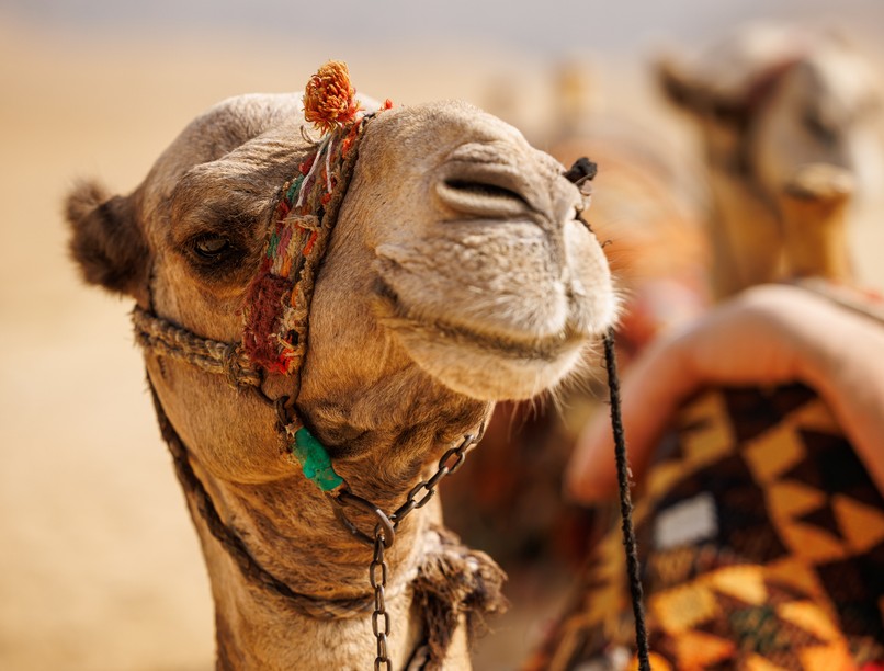 teveinfluenza, közel-kelet, utazás, MERS