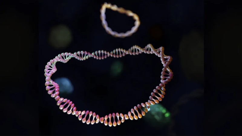 Új titokzatos mini szervet találtak, ami segít megérteni az autoimmun betegségek okát