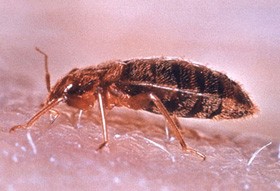 Vigyázat! Poloskaveszély!