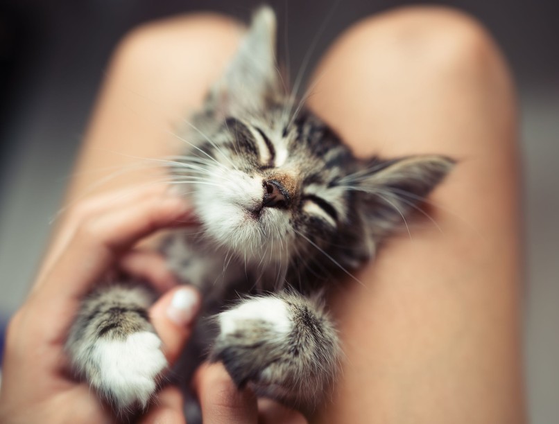 macska dorombolás gyógyít igaz