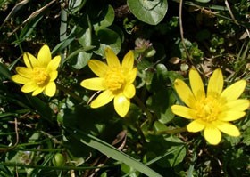 Mire jó a "Gyűrűk ura" virágja? (a salátaboglárka titkai)