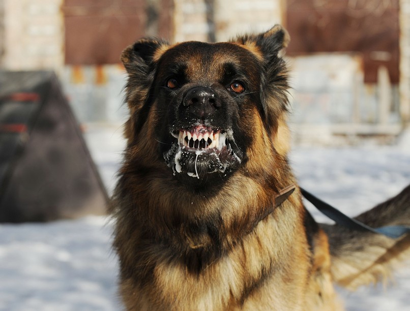 veszettség, veszettség tünetei, veszettség kezelése, veszettség jelei, veszettség oltás