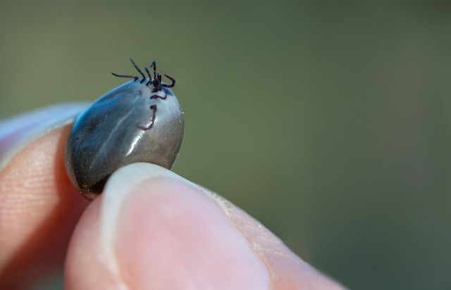 Hyalomma: horrorkullancsot találtak hazánkban. Ezek a fertőzés jelei!