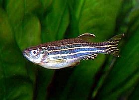 Hogyan segít egy kishal megtanítani a gerinctörés gyógyítását?