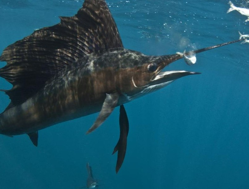 vitorláskardoshal, baleset, USA, seb