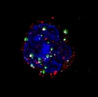 Önerőből a rák ellen - a debreceni kutatások