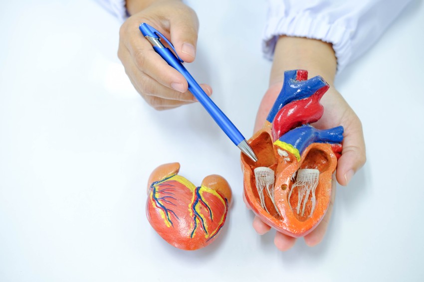 A pitvarfibrilláció (pitvarremegés) az egyik leggyakoribb szívritmuszavar, amelyet a szív kisebb üregeinek, az úgynevezett pitvaroknak a rendellenes elektromos működése okoz. A pitvarfibrilláció során a pitvarok falának szabályos összehúzódása megszűnik, ehelyett szinte „remegő” mozgást végeznek, melynek következtében a pitvarokban a vér áramlása lelassul és örvénylővé válik. 