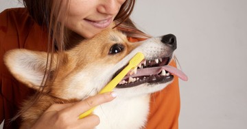 Így tarthatja egészségesen kutyája fogait – egyszerű, de hatékony módszerek
