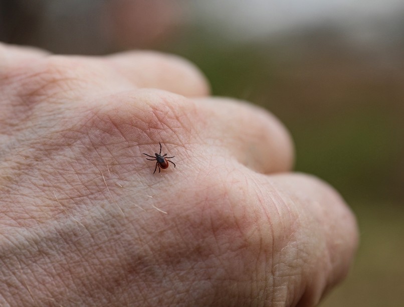 lyme kór kullancs rejtekhely