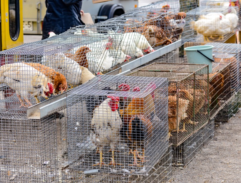 kína, madárinfluenza, láz, fertőzés