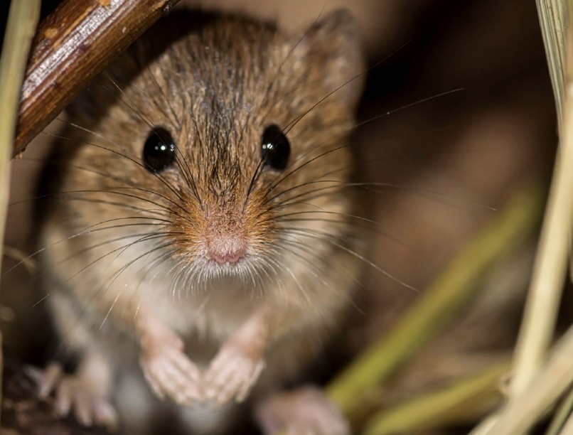 fertőzés magyar vérzéses láz