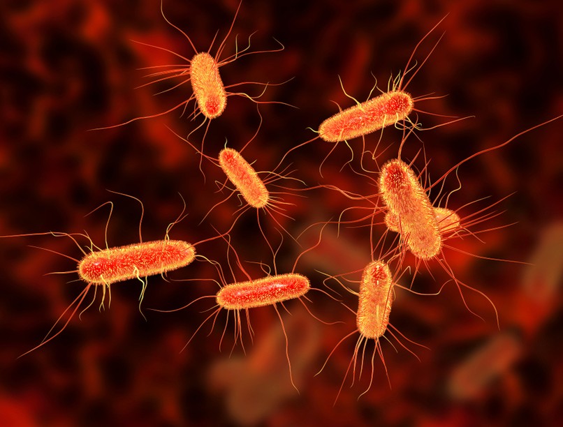 e-coli-fertozes-tunet-mikor
