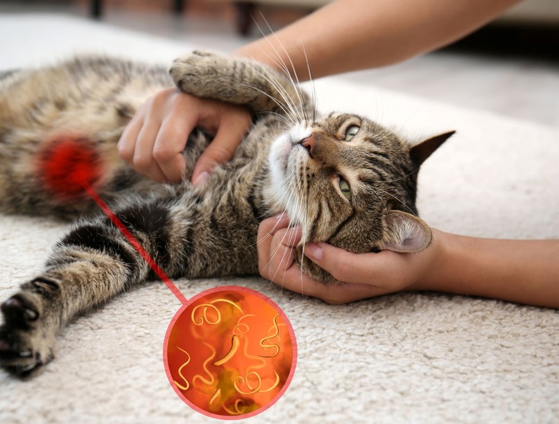 macska cica bélféreg  parazita zoonózis fertőzés