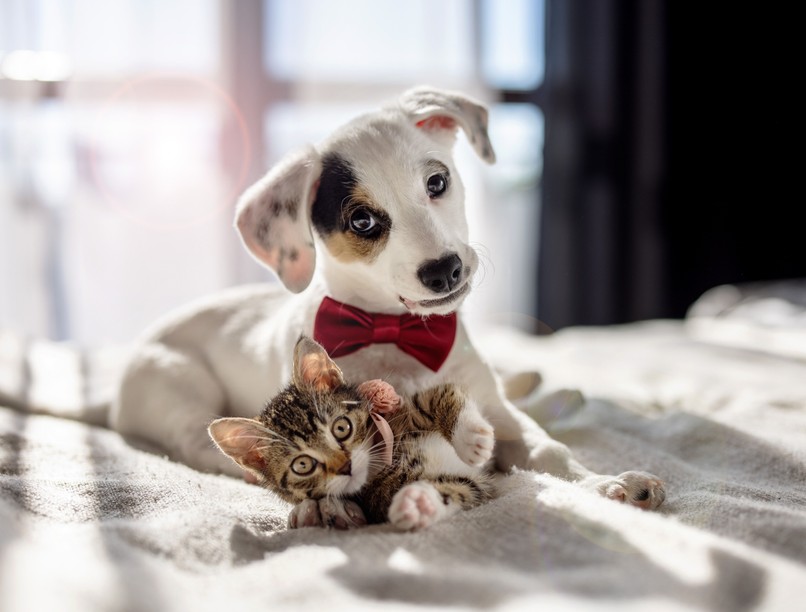 melyik okosabb kutya macska kisállat viselkedés