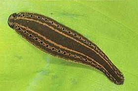 Köpölyözés, érvágás, nadályozás - kiállítás a Sóstói Múzeumfaluban