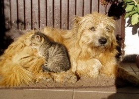 Házi kedvenceink: öko-kutya, és -macska...