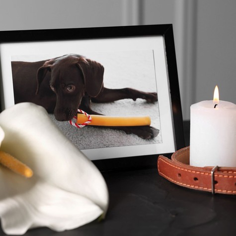 „Csak egy állat volt?” – ezért fáj ennyire egy hűséges társ elvesztése című cikk nyitóképe