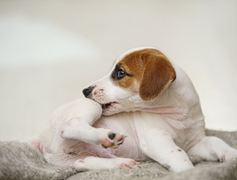 kutya ételallergia viszketés vakaródzás