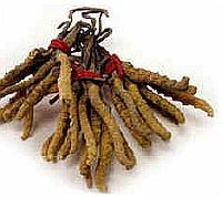 Az indiai "fickósító gomba" csodája nyomában