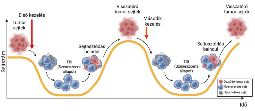 A „zombi” sejtek szerepe a daganatok visszatérésében. A kemoterápia elpusztítja a tumorsejtek nagy részét, de a TIS („zombi”) állapotban lévő sejtek túlélnek, és ellenállnak más hatóanyagoknak is. A veszély elmúltával ismét osztódni kezdenek, újraindítva a daganat növekedését. Ez a folyamat minden kezelés után megismétlődik. Infografika: Dr. Tantos Ágnes