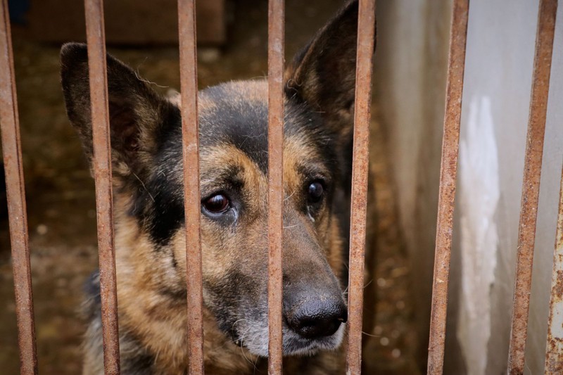 Kisállat ivartalanítás támogatás: cél, hogy kevesebb kóbor állat szülessen