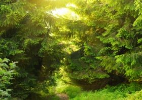 Kullancscsípés után: mikor menjünk orvoshoz?