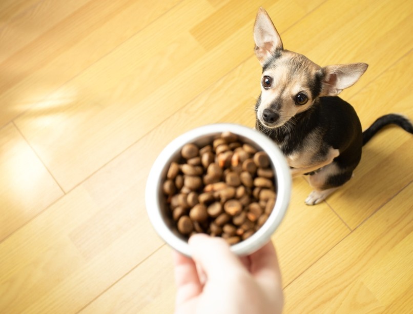 kutya, étel, kutatás, jutalmazás