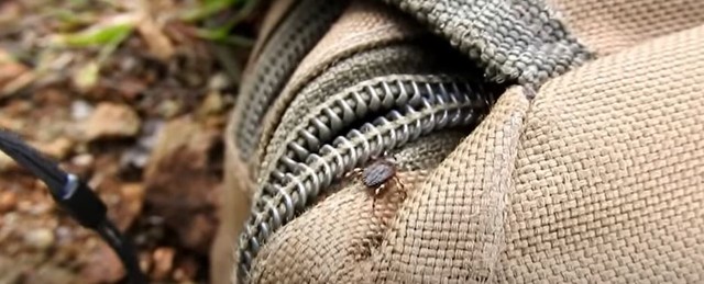 Ezt kell tenni, ha Hyalomma kullancsot lát!