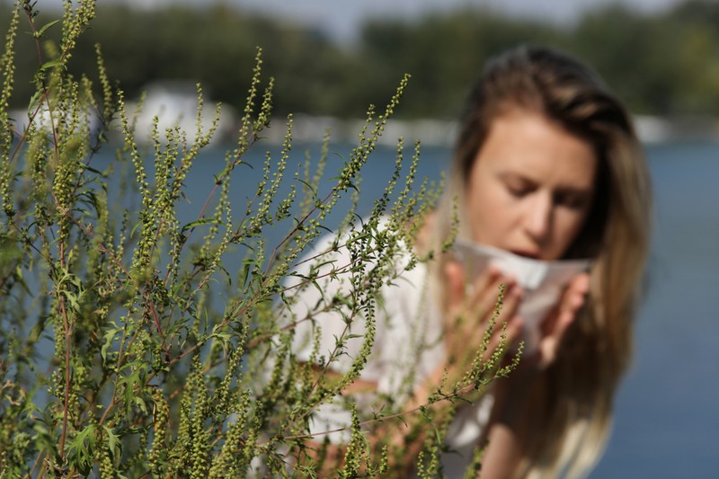 Parlagfű allergia: ha először tapasztalja a tüneteket, ezeket a vizsgálatokat végeztesse el!