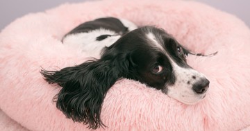  Milyen a jó kutyafekhely? Így találhatja meg a legjobbat kedvencének 