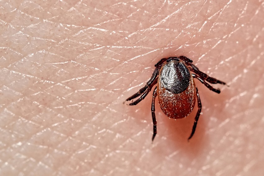 Emberről emberre a Lyme-kór nem terjed, a fertőzés semmilyen módon nem adható át. A betegség kórokozója a Lyme-baktérium (Borrelia burgdorferi).