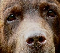 Kutyákkal a tüdőrák ellen - a hazai eredmények