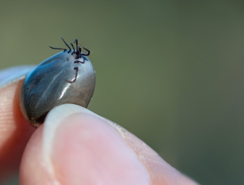 Hyalomma kullancs, fertőzés, Krími-Kongói vérzéses láz