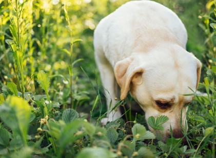 Több, mint rossz szokás: miért eszik a kutya ürüléket? című cikk nyitóképe