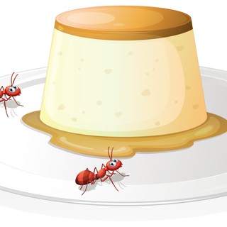 Hangyajoghurt: 4 hangya segítségével támasztották fel a Balkán elfeledett joghurtreceptjét című cikk nyitóképe