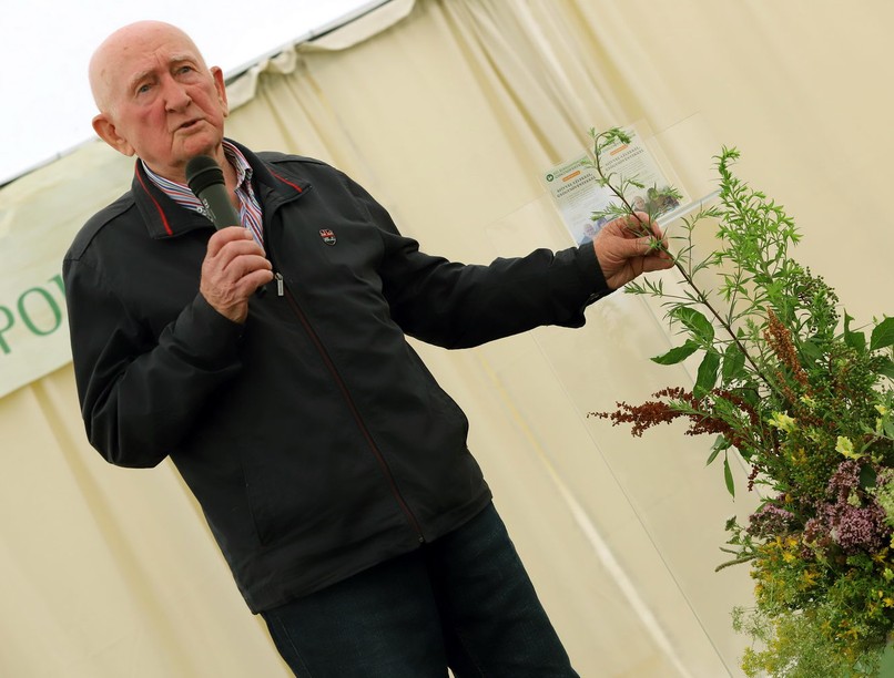 gyógynövény, természetes gyógymód, bükki füvesember