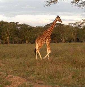 Fekete Afrika sötét élményeiről