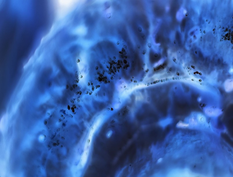 hosszú élet titka genetika