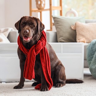 Jót tesz-e a kutyának, ha ruhát adunk rá télen? Tényleg szüksége van rá, vagy csak nekünk tetszik? című cikk nyitóképe