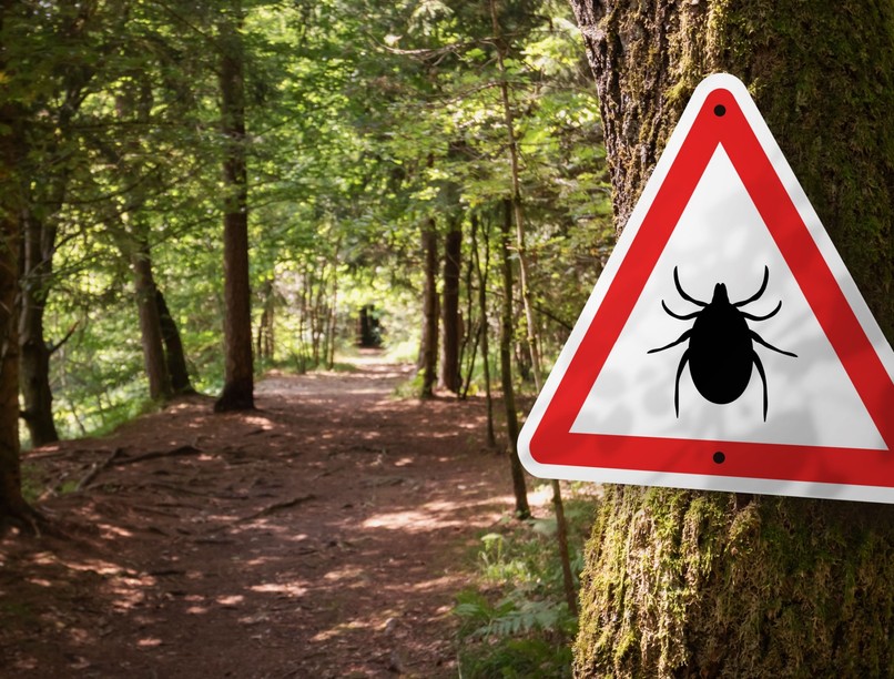 kullancs, lyme-kór. kullancs eltávolítása