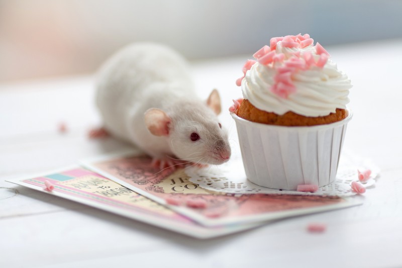 Függővé tesz? Ezt az alapélelmiszert a kokainnál is jobban akarják a patkányok