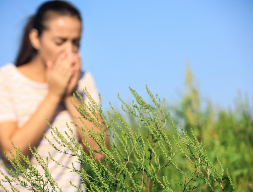 parlagfű, allergia, légszennyezés, pollen