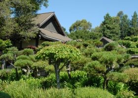 Kínai gyógynövény hatása Parkinson-kórban?