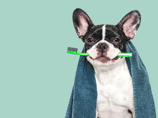 Kell-e mosni a kutya fogait? Így csinálja helyesen