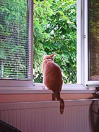 Kutyabaj... Kedvenceink nyári betegségei